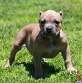 American Pit Bull